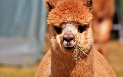 Benefits of alpaca wool: Why is alpaca socially responsible?